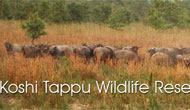 Kosi Tappu Wildlife Reserve